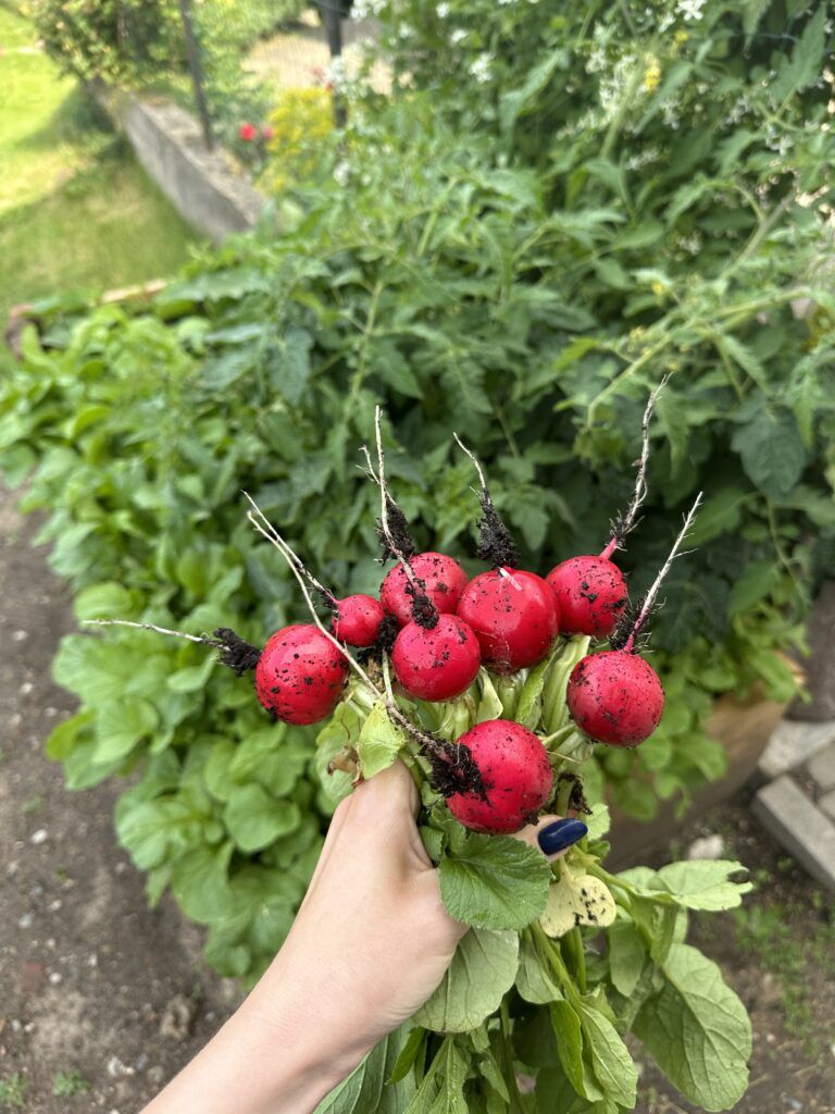 radishes grow in raised beds
