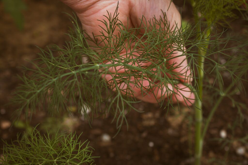 dill growing tips